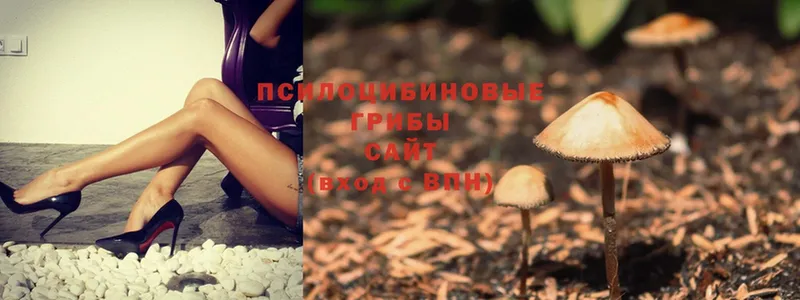 Галлюциногенные грибы Psilocybe  Балабаново 